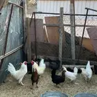 دجاج للبيع.