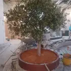 زيتون معمر ونخيل عربي واشنطني