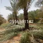 يوجد لدينا نخل عربي