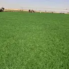 ثيل سئ 2000صافي وطبيعي الموقع الخرج