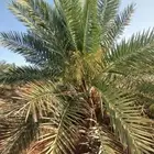 مطلوب مزعة نخل لليجار او النسبه في الزلفي او الغاط