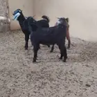 تيوس بريه مخصى