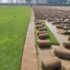 للبيع نجيله خضراء