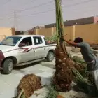 فسايل نخل