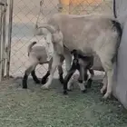 معزه مصريه تحتيها تيس وعناق