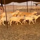 أعرض لكم غنم حريات خلفات طيبة عددها 35 تحتها 34 صنف