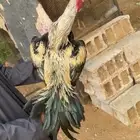 ديك ميوالي