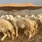 رخال حريات جدعان وتنايه ورباع صنف الصنف عددها 15