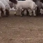 جدعان نعيمي صنف للبيع