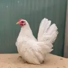 طقم جبانيز ابيض صك خوارج.
