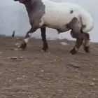 فحول نعيم صنف للبيع