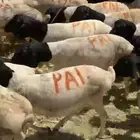خرفان بربري جملة