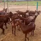 جفار دهم محايليات فواخر