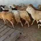 خرفان رفيدي