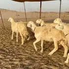 رخال حريات جدعان وتنايه ورباع عددها 33 صنف مراح واحد قطعه وا