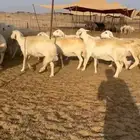 غنم حريات جنب