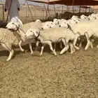 ما شاء الله وتبارك الله أعرض لكم غنم حريات رخال