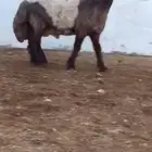 فحول نعيم صنف للبيع
