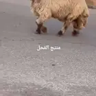 فحل نعيمي صنف للبيع