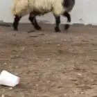 فحل نعيمي صنف للبيع
