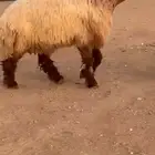 جدع نعيمي صنف للبيع