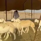 ما شاء الله وتبارك الله أعرض لكم غنم حريات رخال