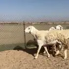 غنم حريات جنب دفيع واصل عددها 34 بالفحل الغنم طيبه مرة مراح