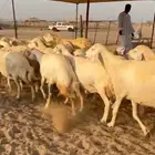 حلال دفيع