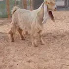 تيس اصفر عارضي طيب