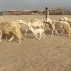 مشاء الله تبارك الله غنم رخال حرش صنف عددها 60 تحتها 17