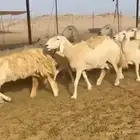 جنب دفيع