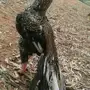 عرض ديك فاخر 