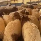 ذبايح للبيع نعيم شيء ناهي