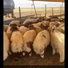 سامي للزبايح نعيم شيء ناهي شيء وسط ضحايا حفر الباطن