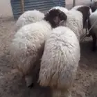 سامي للذبايح ضحايا شيء ناهي الموقع حفر الباطن