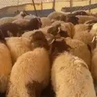 حفر الباطن