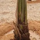 نخيل مثمر نوايع نادره شمشوله حوشانه شيرازي زاملي