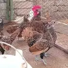 صوص دجاج سبرايت ( تم البيع )