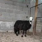 شاة نجدية دغماء