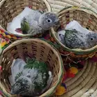 فروخ كنيور يلو سايد غر