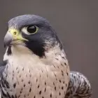 اللي يخبر لي غنم مراح واحد العدد مفتوح