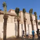 احمد لزراعة النخيل العربي وأعمال الشبوك وتوريدها