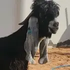 جذع عارضي خصم