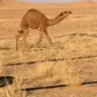 للبيع قعود