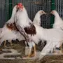 دجاج يوكوهاما 