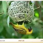 طيور النساج