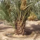 فسائل و نقايل