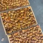 سكري القصيم مفتل