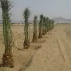 نخل اللبيع في نمرة