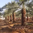 نخيل بجميع انواعها